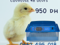 incubateur-48-oeufs-incubation-maitrisee