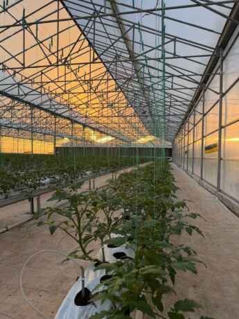 khbyr-oastshary-alzraaa-almayy-indoor-farming-oalmzaraa-alhdyth-big-0