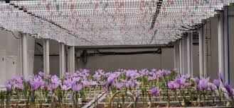 khbyr-oastshary-alzraaa-almayy-indoor-farming-oalmzaraa-alhdyth-big-3